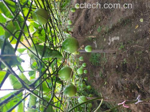 百香果成熟度对比图