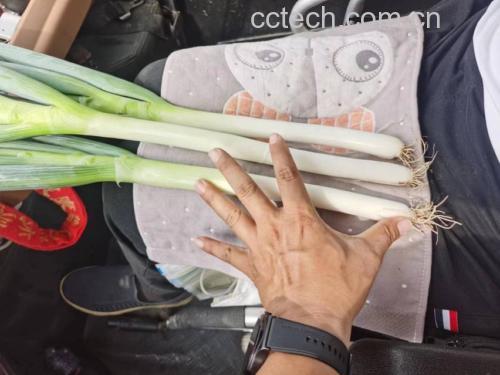 大葱与甲状腺健康科普插图
