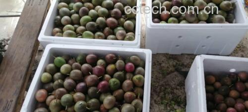 百香果柠檬饮品成品