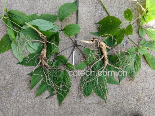 野沙参的植物形态