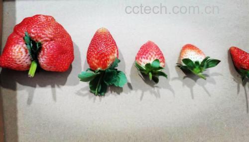 奶油草莓与章姬草莓外观对比图