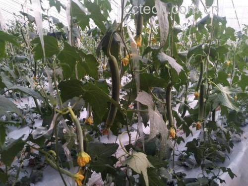 丝瓜植株与不同阶段果实对比图