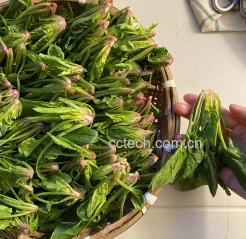 菠菜植株特写