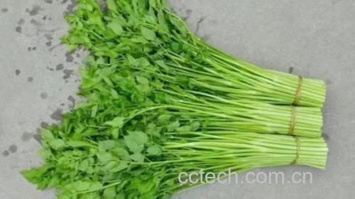 新鲜水芹实物图