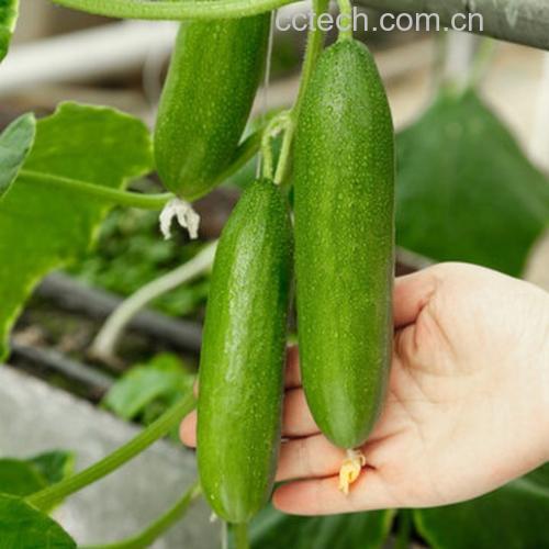 黄瓜不同成熟阶段的颜色对比图
