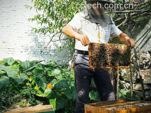 养蜂人打开蜂箱取出一张布满封盖蜂蜜的蜂脾