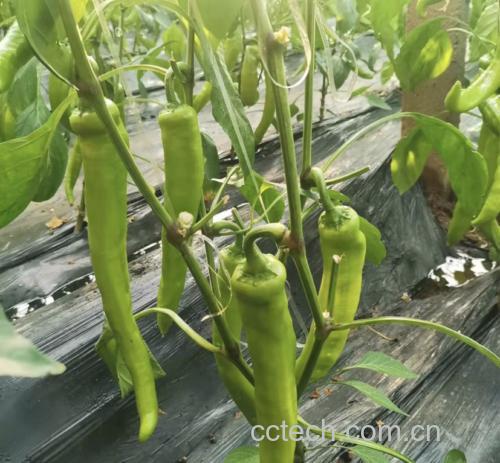 常见菜品中的土豆和茄子