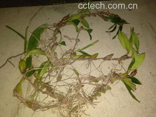 西兰花根部切面图