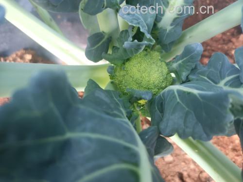 西兰花清洗与切分过程
