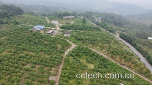 现代化脆红李果园管理场景