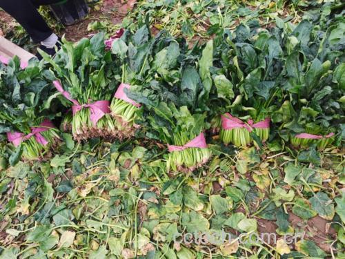 菠菜清洗与切段过程