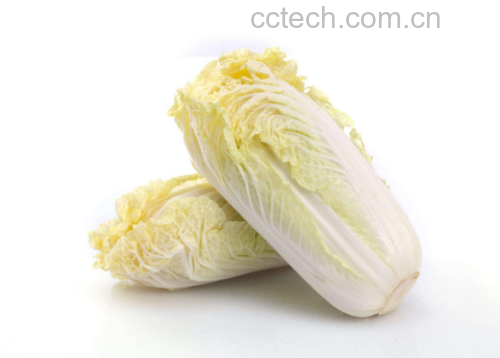 圆白菜与圆生菜对比图