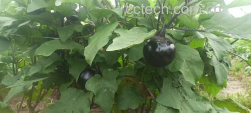 茄子植株生长实景图