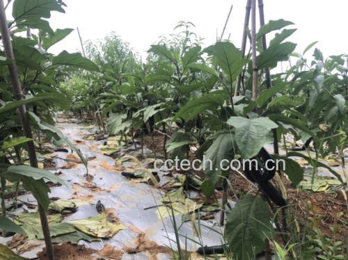 海茄子植物图