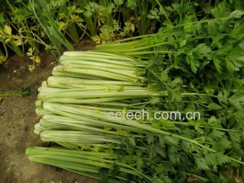 芹菜与甲状腺结构对比图