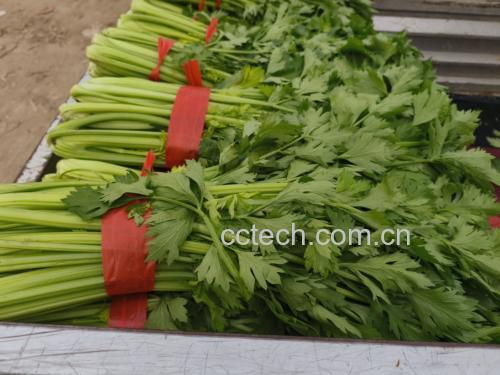 芹菜烹饪示意图