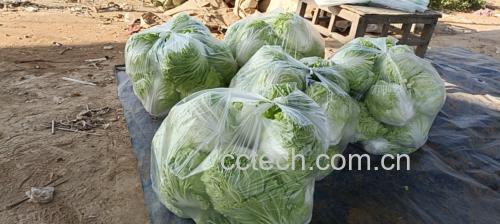 新鲜菠菜与活蟹的市场选购场景