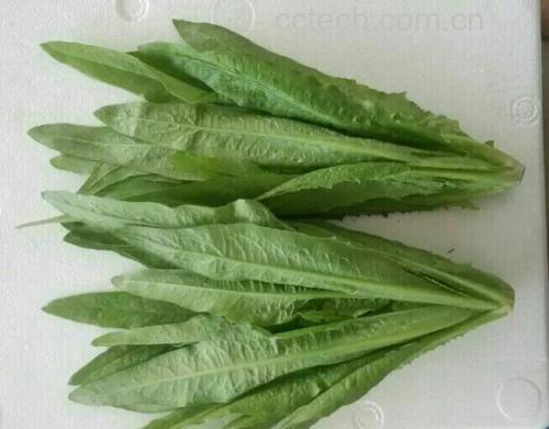 菠菜和油菜对比图
