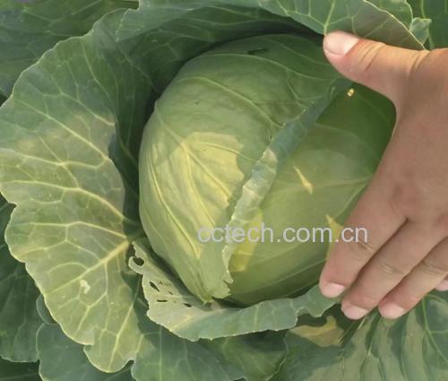 羽衣甘蓝种植于城市绿化带中