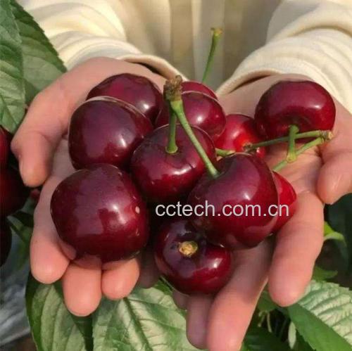 樱桃与羊奶的营养成分对比