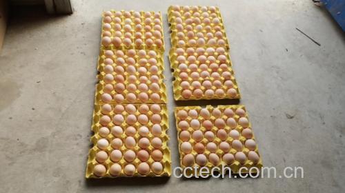 蒜苗炒鸡蛋食材准备图