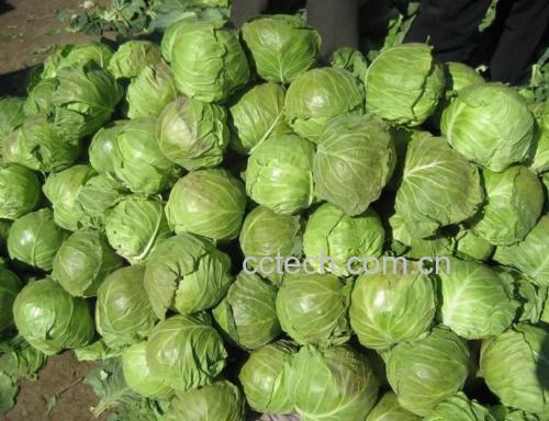 新鲜白花甘蓝在市场上的陈列图
