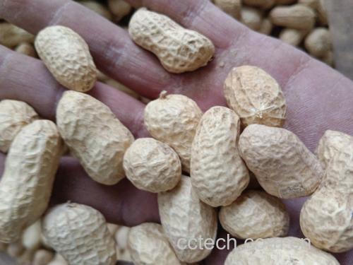 新鲜豌豆米与剥壳过程