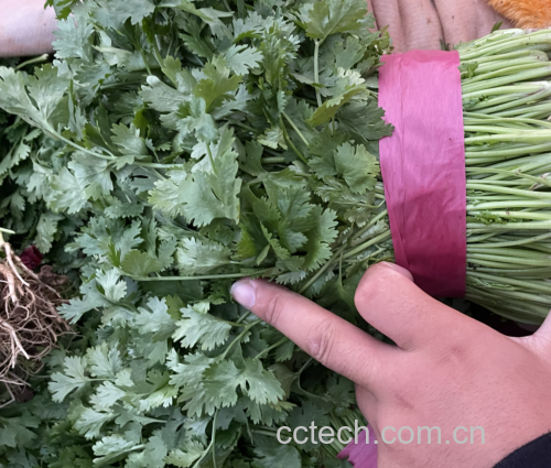 香菜豆腐汤成品图