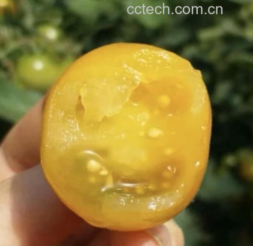 圣女果沙拉配餐图