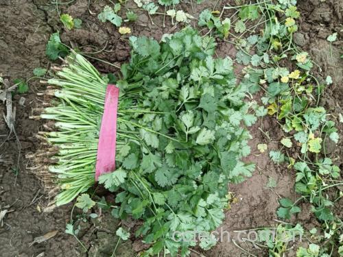 膝盖疼可以吃香菜吗