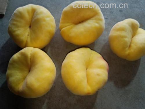 多种桃汁饮品对比图