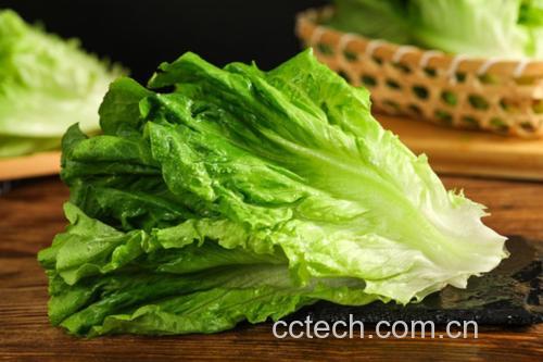 生菜与生蚝食材对比图
