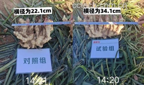 不同保存方式下的生姜样本对比图:左侧为新鲜切面,中间为冷藏一周后状态,右侧为冷冻三个月后解冻状态,展示外观变化差异