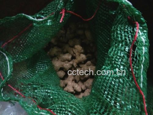 一位家庭主妇正在厨房中将切好的生姜片放入密封冷冻袋,并标注日期标签,背景为冰箱打开状态