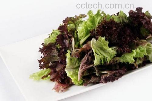 一份装盘精美的生菜莴笋混合沙拉特写