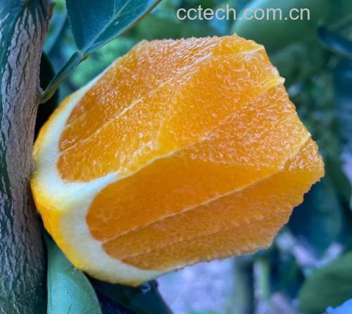 橙子果肉与果皮对比图