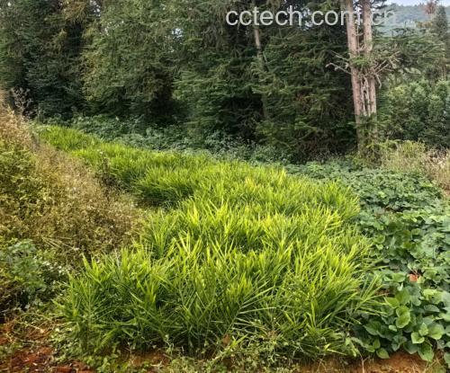 野生小黄姜植株与采挖场景