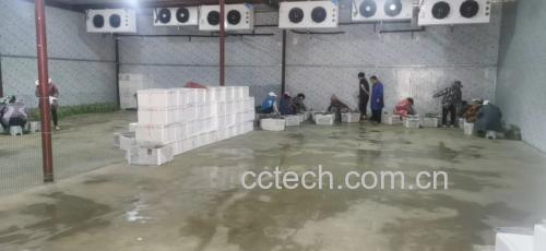 香菜在厨房中被切碎加入汤中的场景