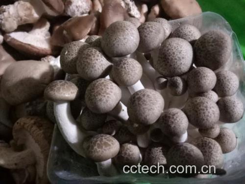 生菜与蘑菇的食材对比图