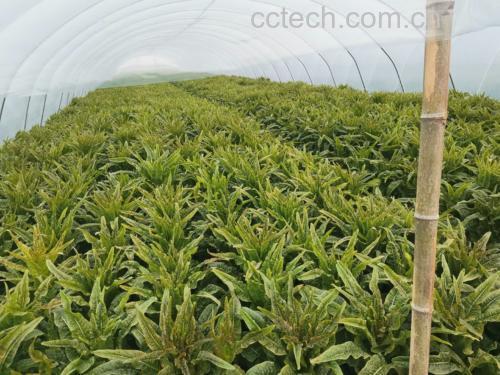 市场中摆放整齐的新鲜莴苣与剖开后的空心对比图
