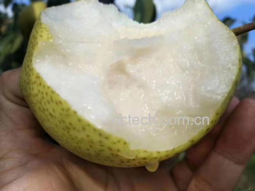 梨果特写