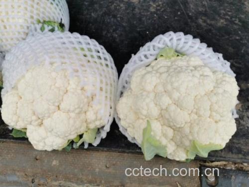 菜花表面出现绿色斑点特写