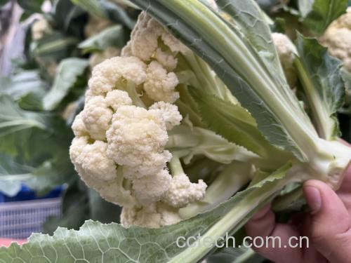 紫色小须的菜花