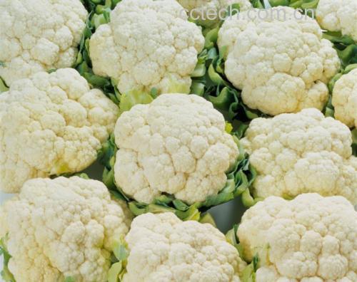 新鲜与老化的菜花对比图