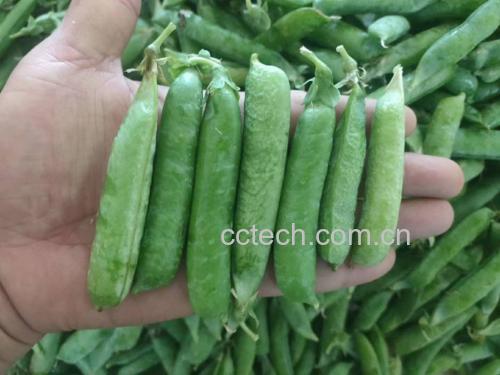 青白菜与青豌豆的搭配