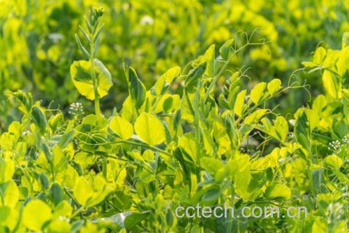 鲜嫩绿色豌豆植株在田间生长特写