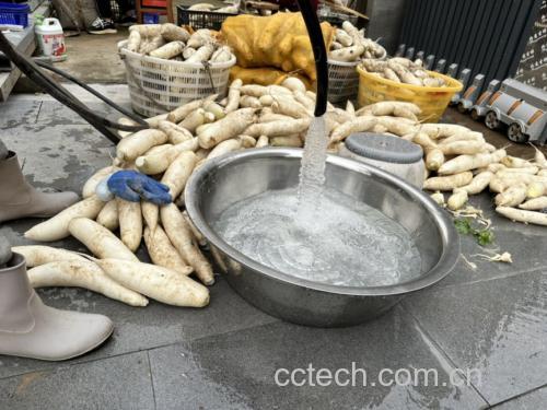 白菜清洗方法示意图
