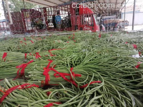 豆角在菜市场中被摆放在摊位上