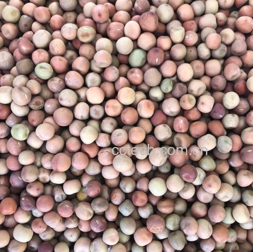 豌豆不同形态对比图