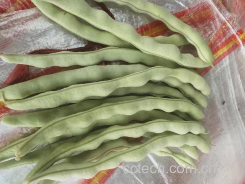 清洗后的豆角丝
